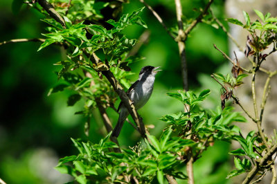 Waterland NL 6-16-12 1718.JPG
