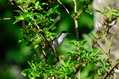 Waterland NL 6-16-12 1721.JPG