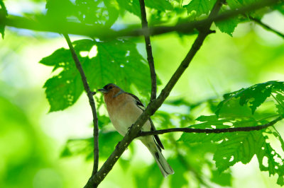 Waterland NL 6-16-12 1765.JPG