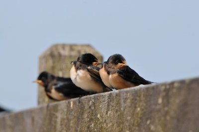 Waterland NL 6-16-12 1785.JPG