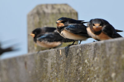 Waterland NL 6-16-12 1789.JPG