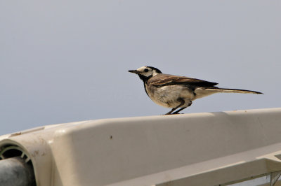 Waterland NL 6-16-12 1806.JPG
