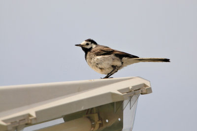 Waterland NL 6-16-12 1827.JPG
