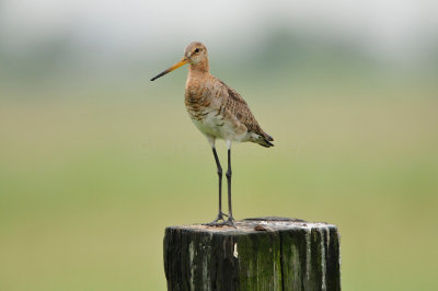 Waterland NL 6-16-12 1530.JPG