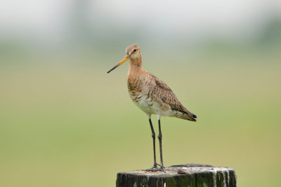 Waterland NL 6-16-12 1546.JPG