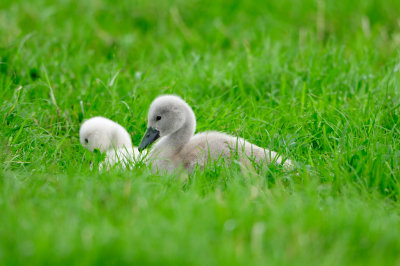 Waterland NL 6-16-12 1666.JPG