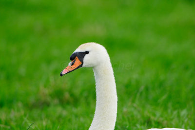 Waterland NL 6-16-12 1668.JPG