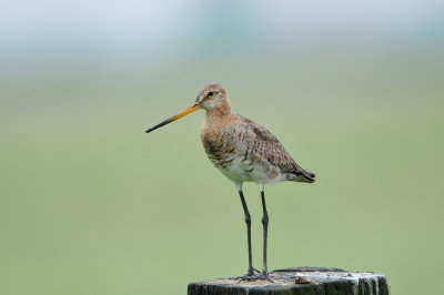 Waterland NL 6-16-12 1560.JPG
