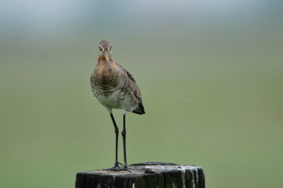 Waterland NL 6-16-12 1573.JPG