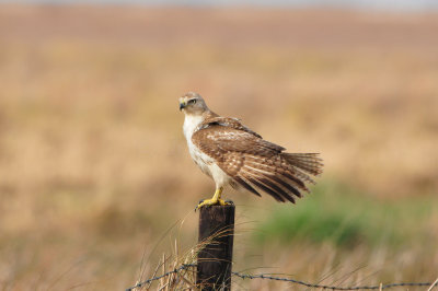 Anahuac NWR 1-27-13 0862.JPG