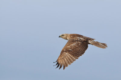 Anahuac NWR 1-27-13 0869.JPG