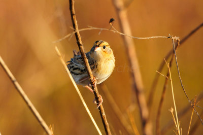 Attwater NWR 11-17-12 0073.JPG