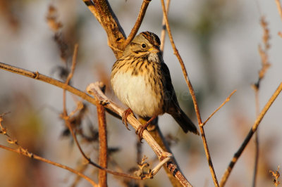 Attwater NWR 11-17-12 0068.JPG