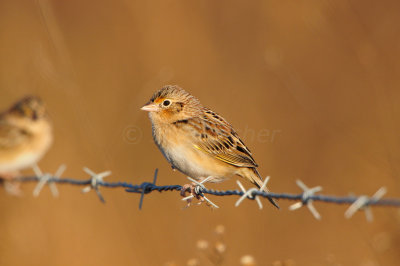 Attwater NWR 11-17-12 0139.JPG