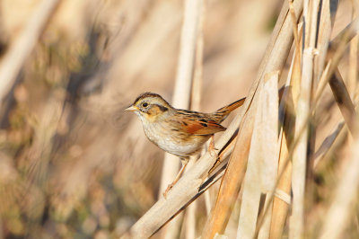 Attwater NWR 11-17-12 0293.JPG