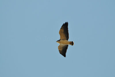 Attwater NWR 11-17-12 0375.JPG
