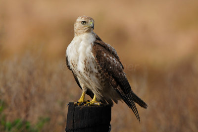 Anahuac NWR 1-27-13 0875.JPG