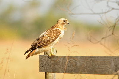 Anahuac NWR 1-27-13 0988.JPG