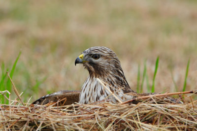 Brazoria NWR 1-5-13 0551.JPG