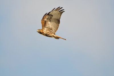 Brazoria NWR 1-6-13 0597.JPG