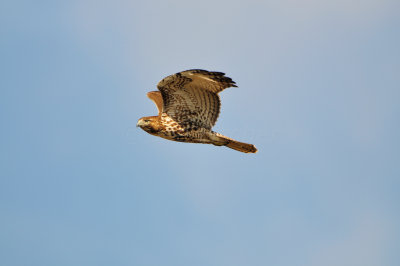 Brazoria NWR 1-6-13 0600.JPG