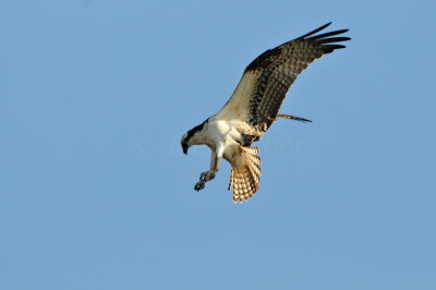 Brazoria NWR 1-6-13 0665.JPG