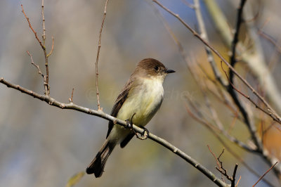 Brazoria NWR 1-6-13 0628.JPG