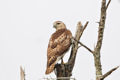 Brazoria NWR 12-21-12 0176.JPG