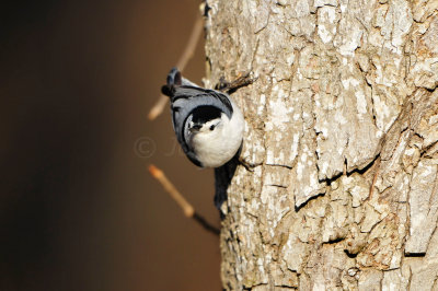 Caddo Lake SP 1-20-13 0109.JPG