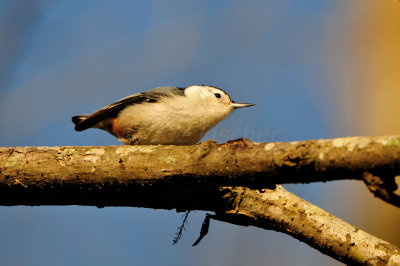 Caddo Lake SP 1-20-13 0131.JPG