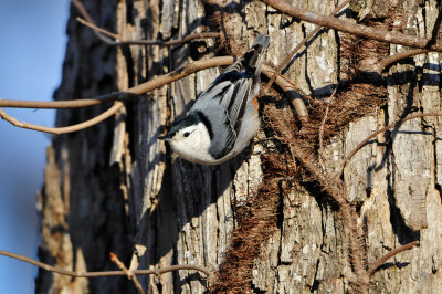 Caddo Lake SP 1-20-13 0136.JPG