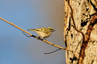 Caddo Lake SP 1-20-13 0205.JPG