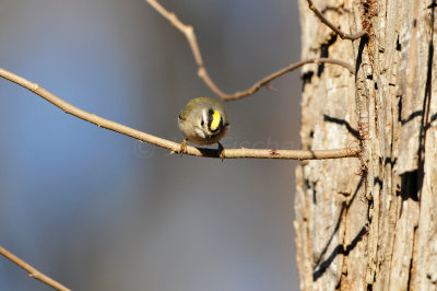 Caddo Lake SP 1-20-13 0214.JPG