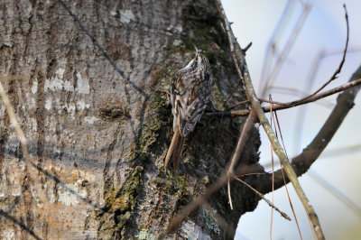 Caddo Lake SP 1-20-13 0267.JPG