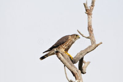 Brazoria NWR 12-21-12 0205.JPG