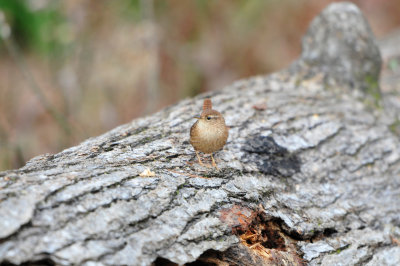 Caddo Lake SP 1-21-13 0344.JPG