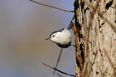 Caddo Lake SP 1-20-13 0168.JPG