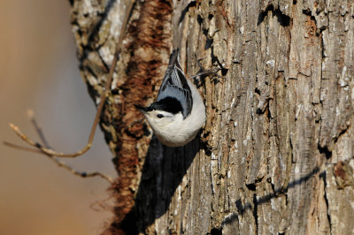 Caddo Lake SP 1-20-13 0197.JPG