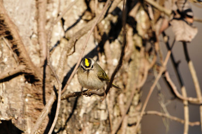 Caddo Lake SP 1-20-13 0221.JPG