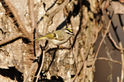 Caddo Lake SP 1-20-13 0230.JPG