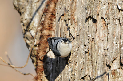 Caddo Lake SP 1-20-13 0202.JPG