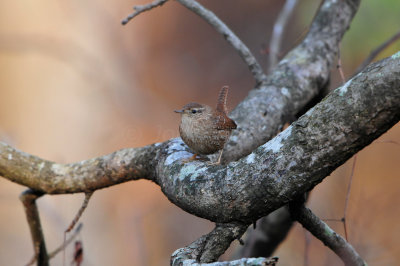 Caddo Lake SP 1-21-13 0368.JPG