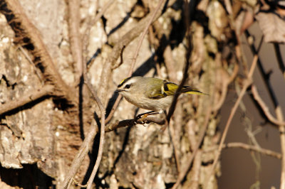 Caddo Lake SP 1-20-13 0232.JPG