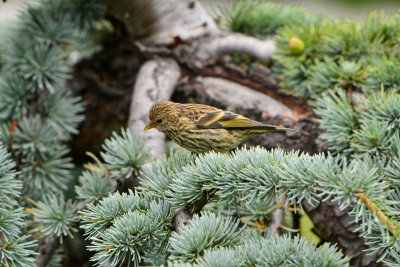 Cle Ellum WA 8-16-13 0589.JPG