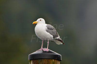 La Push WA 8-17-13 0713.JPG