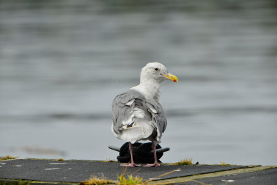 La Push WA 8-17-13 0721.JPG