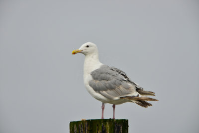 La Push WA 8-17-13 0723.JPG