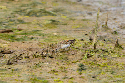Niqually NWR 8-18-13 1107.JPG