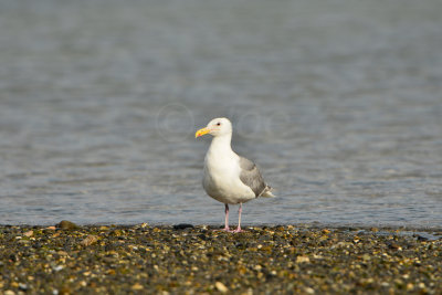 Sequim WA 8-17-13 0923.JPG