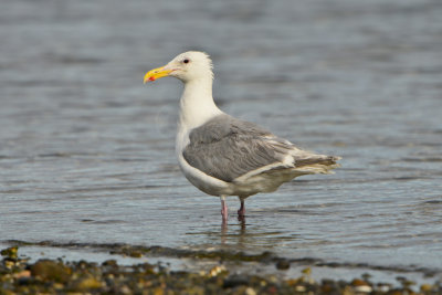 Sequim WA 8-17-13 0934.JPG